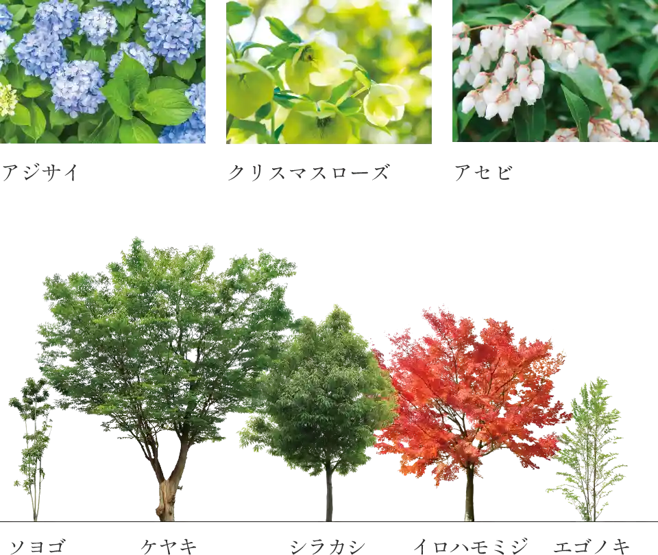 アジサイ クリスマスローズ アセビ ソヨゴ ケヤキ シラカシ イロハモミジ エゴノキ