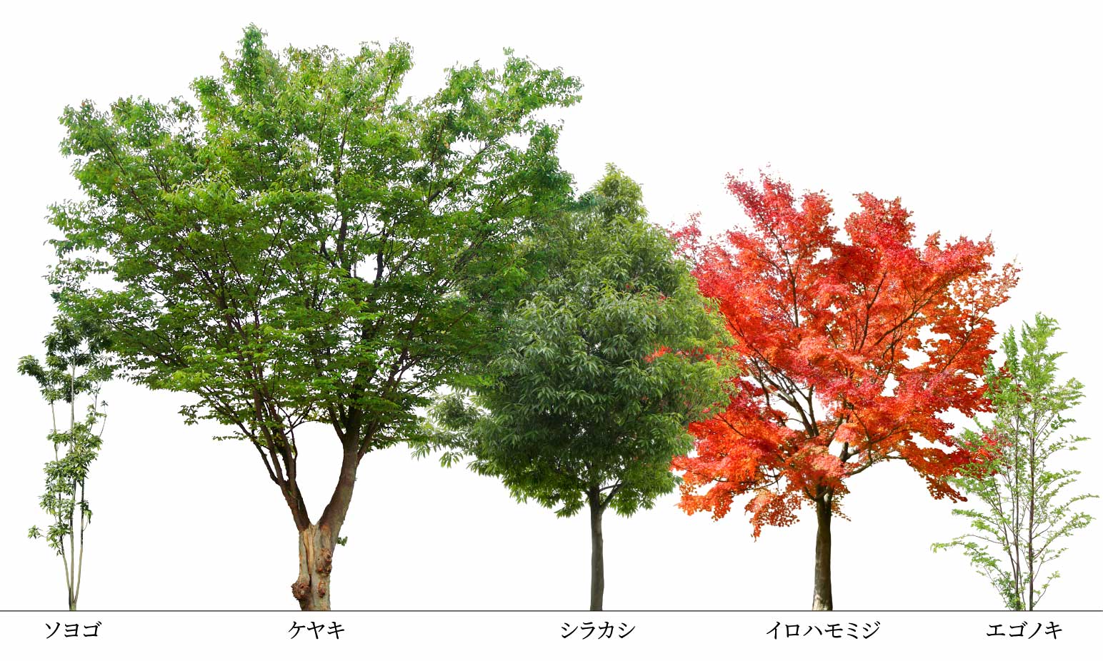 イロハモミジ ソヨゴ ヤマボウシ クスノキ シマトネリコ ヤマザクラ ナナミノキ ケヤキ