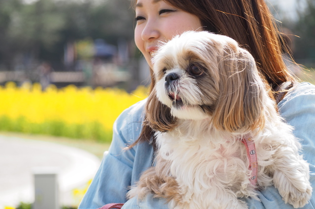 犬と人