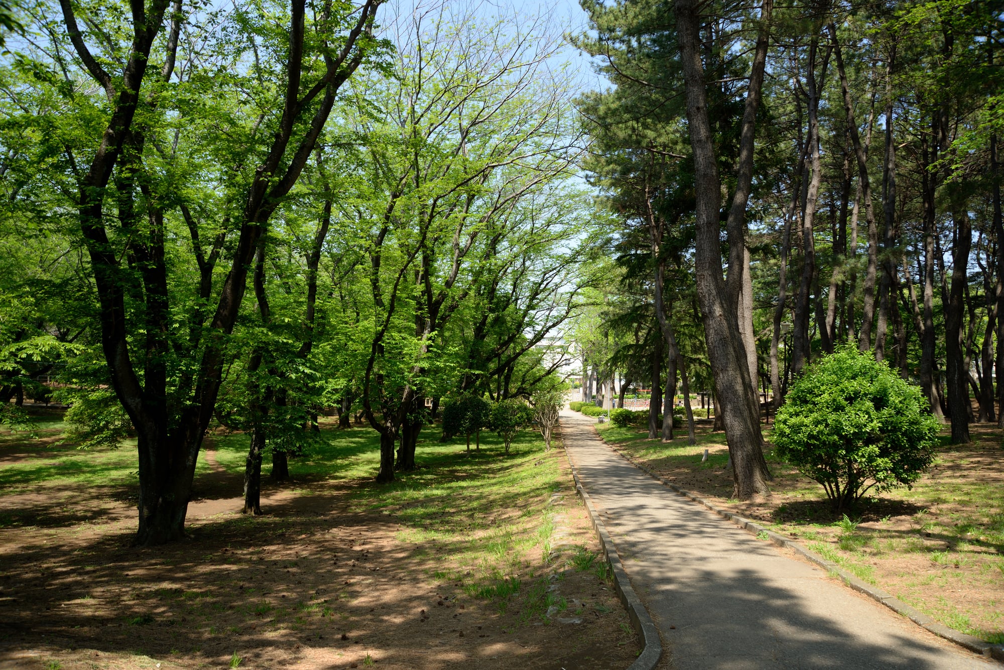 船橋市北習志野近隣公園、遊歩道