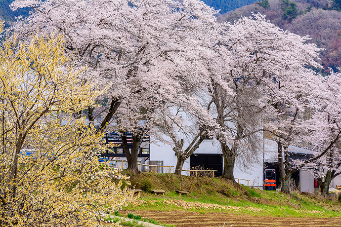 長瀞の桜