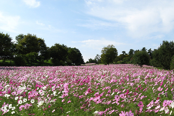 昭和記念公園のコスモス