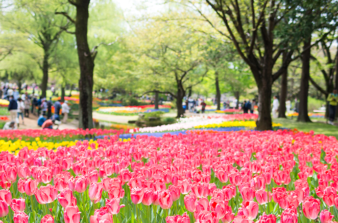 昭和記念公園