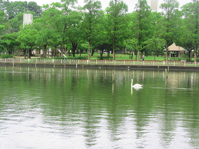 手賀沼公園のボートと白鳥