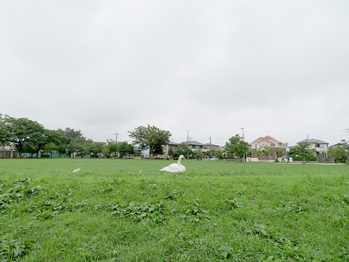 白鳥とアドバイザー