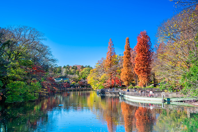 井の頭公園の紅葉