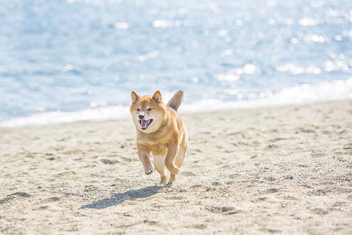 海辺を走る柴犬
