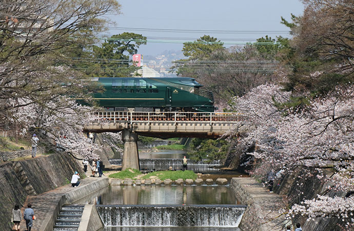 桜並木と電車