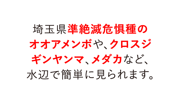 埼玉県準絶滅危惧種のオオアメンボや、クロスジギンヤンマ、メダカなど、水辺で簡単に見られます。
