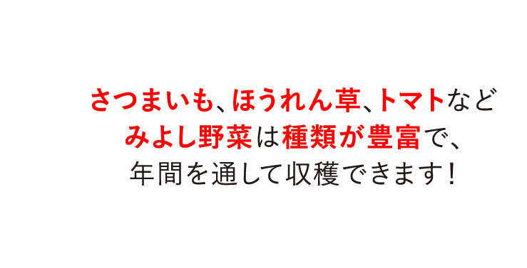 さつまいも、ほうれん草、トマトなどみよし野菜は種類が豊富で、年間を通して収穫できます！